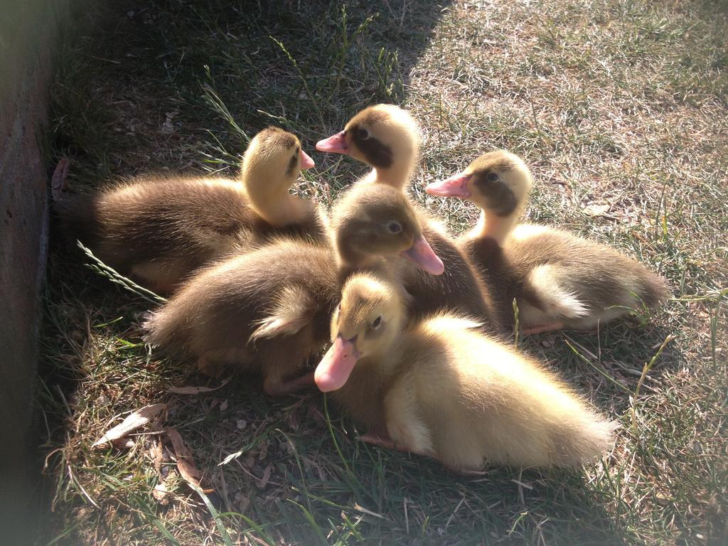 Willow Court Farm The Lodge & Petting Farm, 8 Mins From Legoland & Windsor, 15 Mins From Lapland Uk Dış mekan fotoğraf