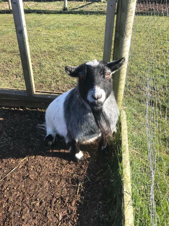 Willow Court Farm The Lodge & Petting Farm, 8 Mins From Legoland & Windsor, 15 Mins From Lapland Uk Dış mekan fotoğraf